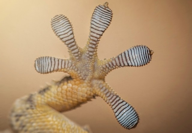 Ford-biomimetic-interior-mekanika  (2)